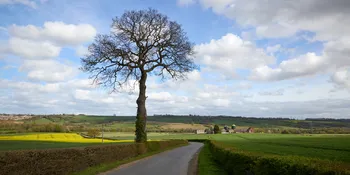 Sutton Scarsdale farm oak tree.jpg